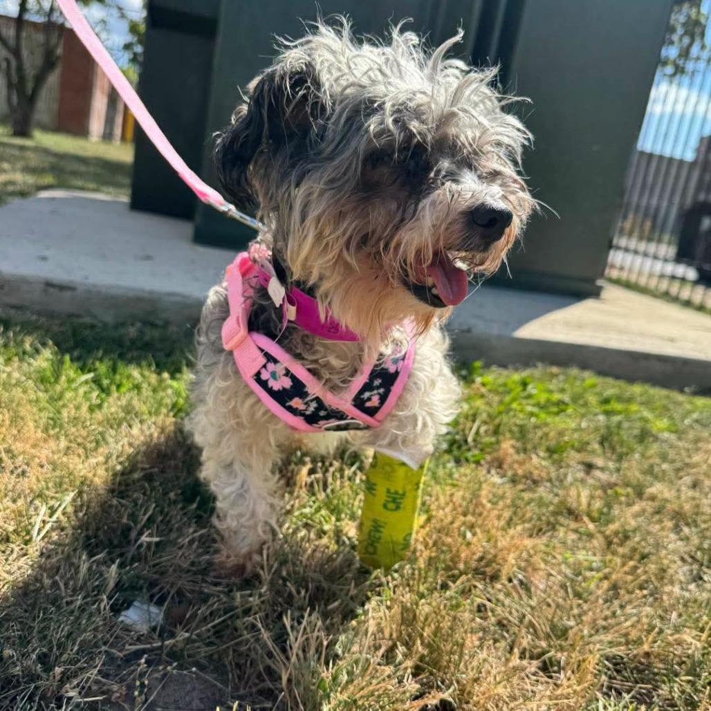 Gracie, Adoptable, Senior Female Maltese & Mixed Breed.