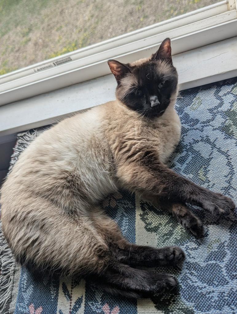 Tulip, Adoptable, Senior Female Siamese.