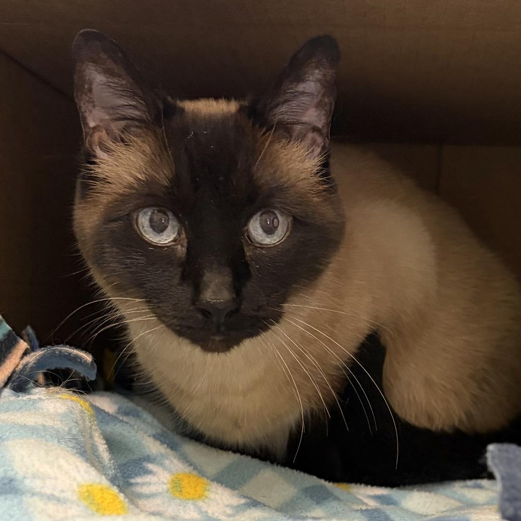 Enlarge Tulip, a Adoptable Siamese in Saint Paul, MN image 2/6