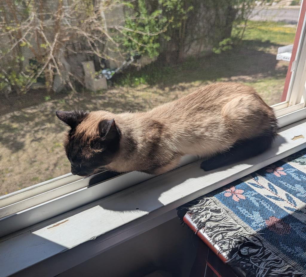 Enlarge Tulip, a Adoptable Siamese in Saint Paul, MN image 4/6