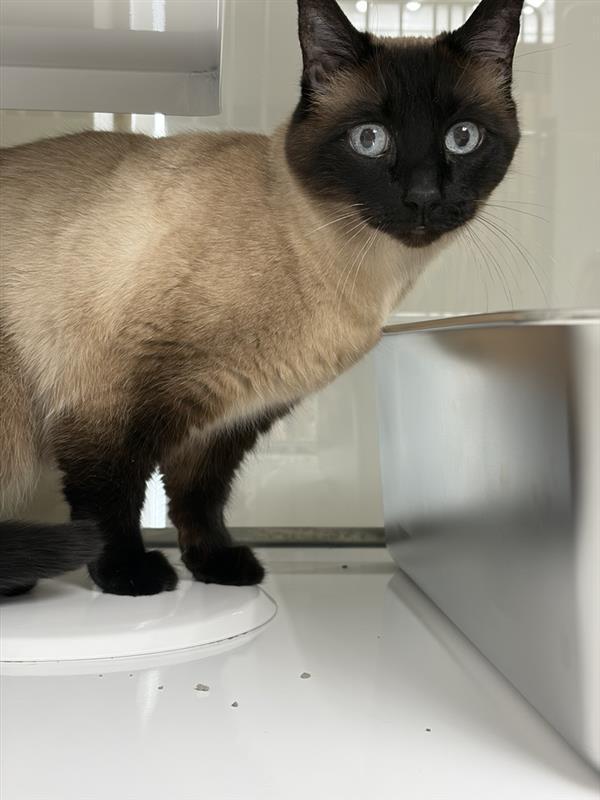 Enlarge Tulip, a Adoptable Siamese in Saint Paul, MN image 5/6