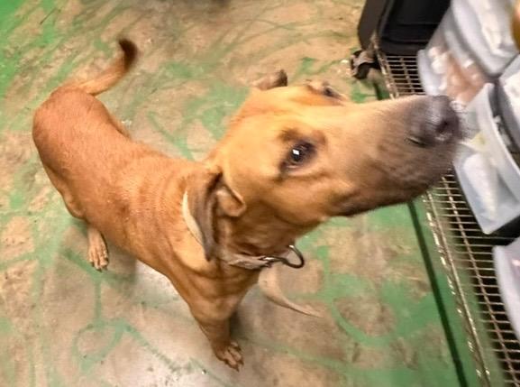 Duke 26, Adoptable, Adult Male Hound.