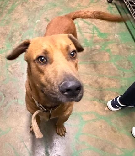 Enlarge Duke 26, a Adoptable mixed breed in Brookhaven, MS image 2/3