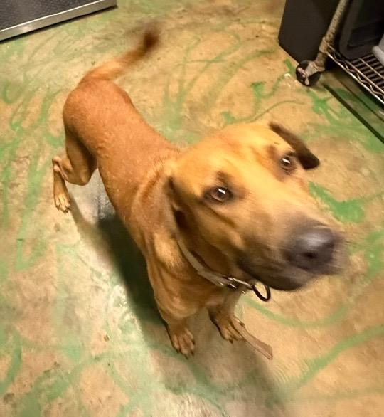 Enlarge Duke 26, a Adoptable mixed breed in Brookhaven, MS image 3/3