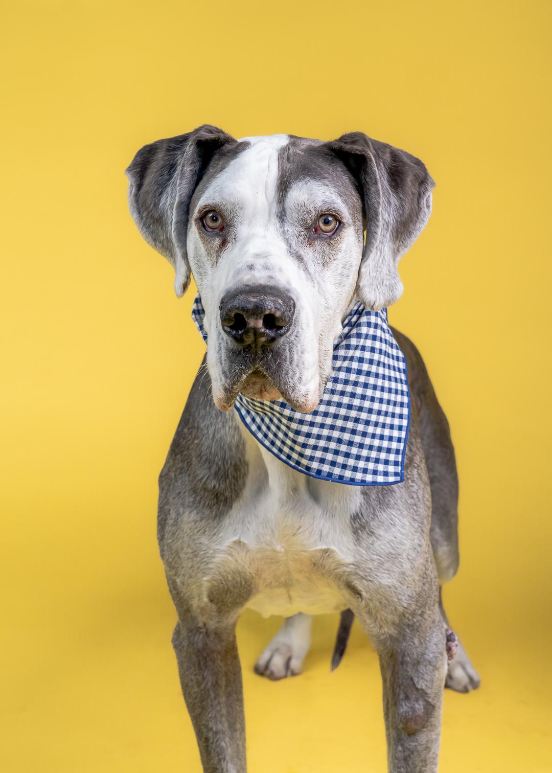 Wilson, a ADOPTABLE Great Dane in Long Beach, CA image 2/3