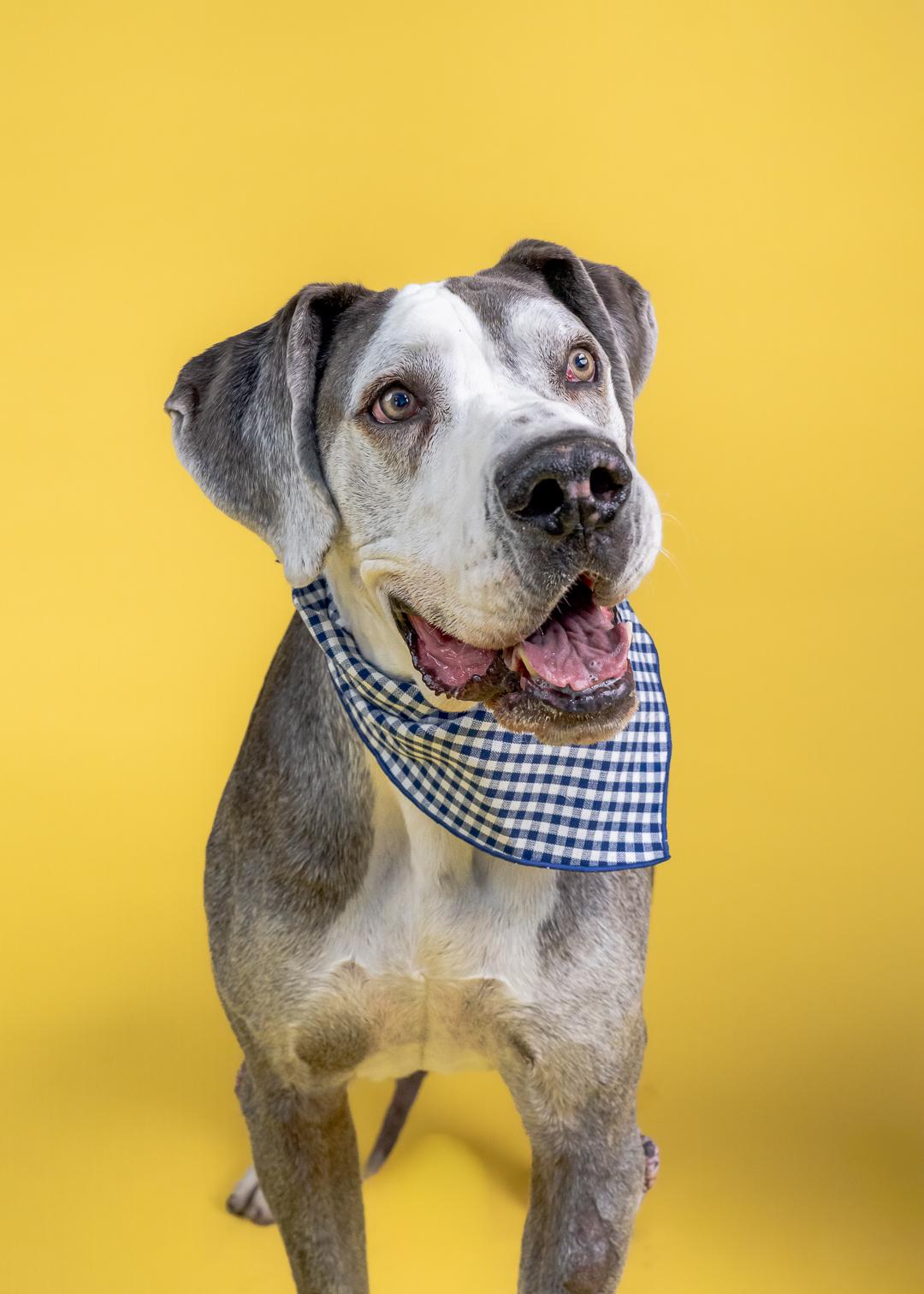 Wilson, a ADOPTABLE Great Dane in Long Beach, CA image 3/3
