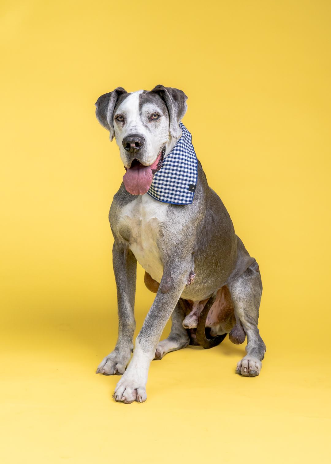 Wilson, a ADOPTABLE Great Dane in Long Beach, CA image 1/3