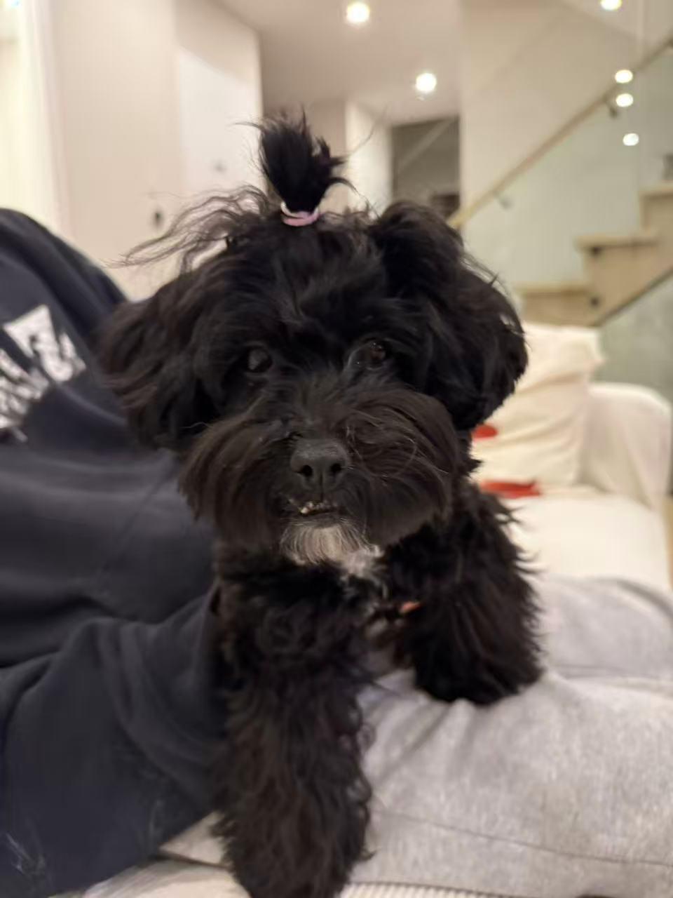 Enlarge Winky, an adopted Poodle (Toy) in Toronto, ON image 2/5