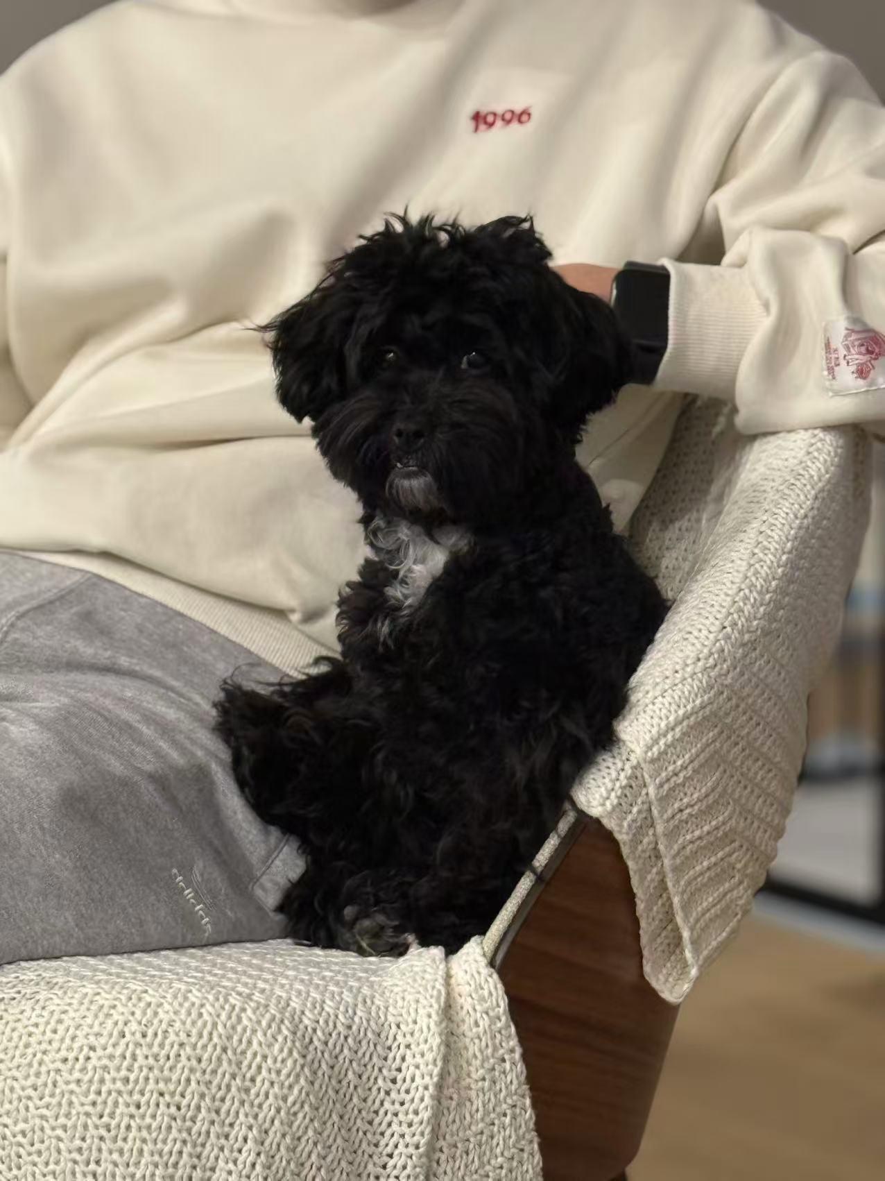 Enlarge Winky, an adopted Poodle (Toy) in Toronto, ON image 3/5