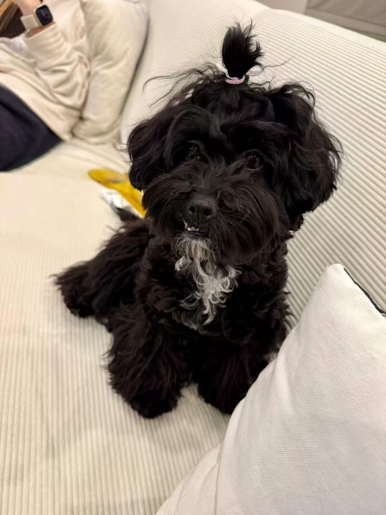 Enlarge Winky, an adopted Poodle (Toy) in Toronto, ON image 4/5