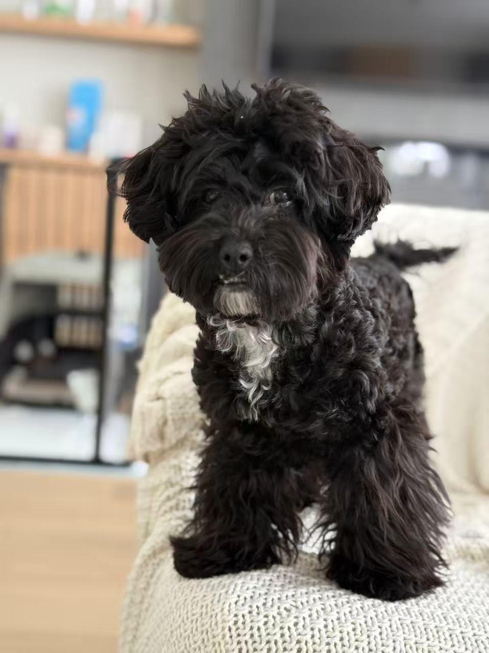 Winky, adopted, Young Female Poodle (Toy).