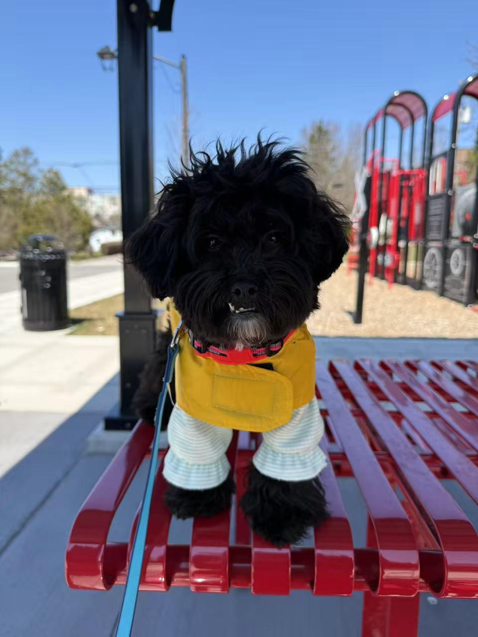 Enlarge Winky, an adopted Poodle (Toy) in Toronto, ON image 5/5