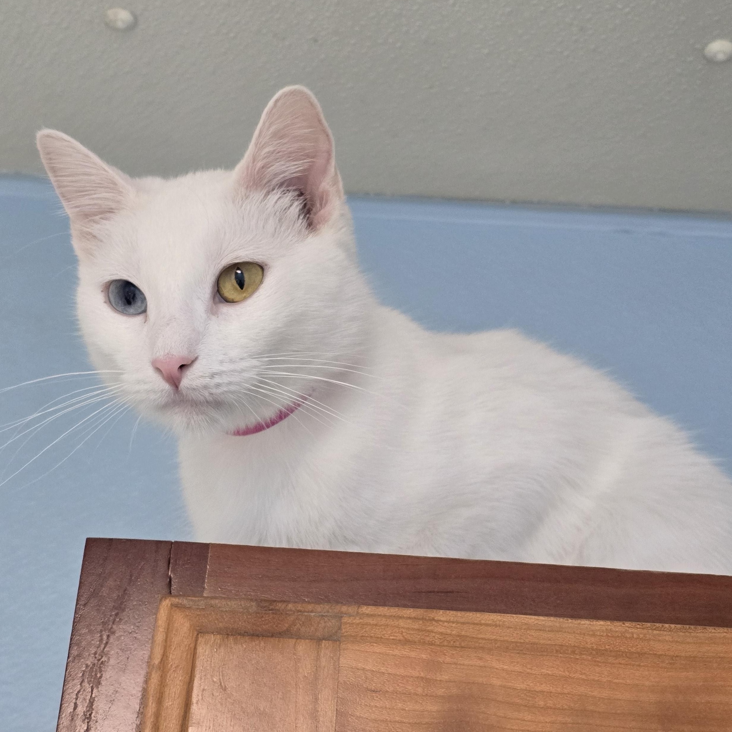 Sugar, ADOPTABLE, Young Female Domestic Short Hair.