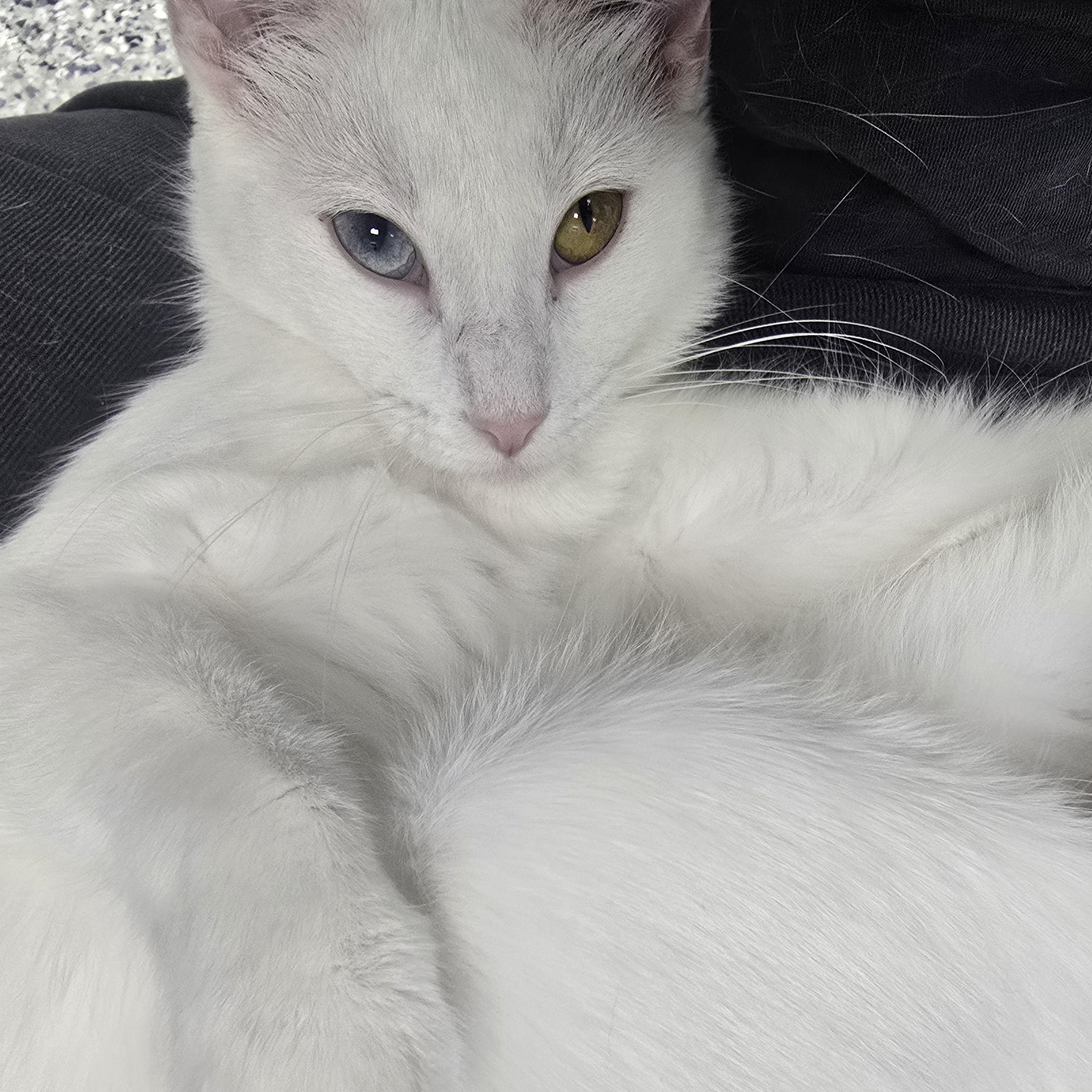 Sugar, a ADOPTABLE Domestic Short Hair in Farmington, MO image 2/2