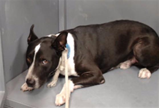 RAMBO, Adoptable, Adult Male Pit Bull Terrier.