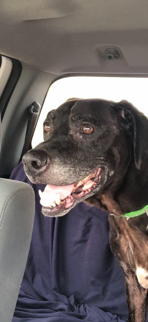 Paul, Adoptable, Adult Male Labrador Retriever & Mixed Breed.