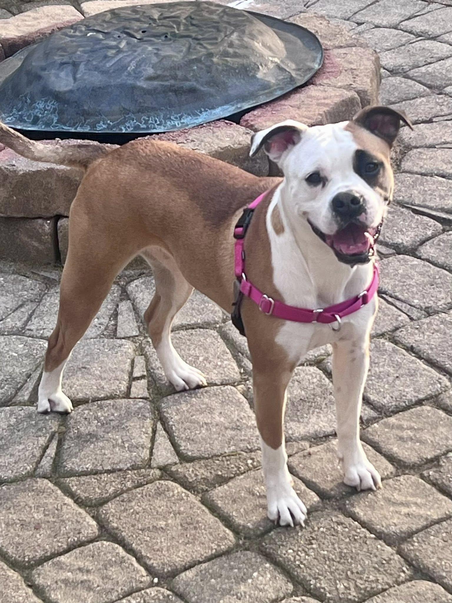 Enlarge Iris Blossom, a Adoptable mixed breed in Saunderstown, RI image 1/3