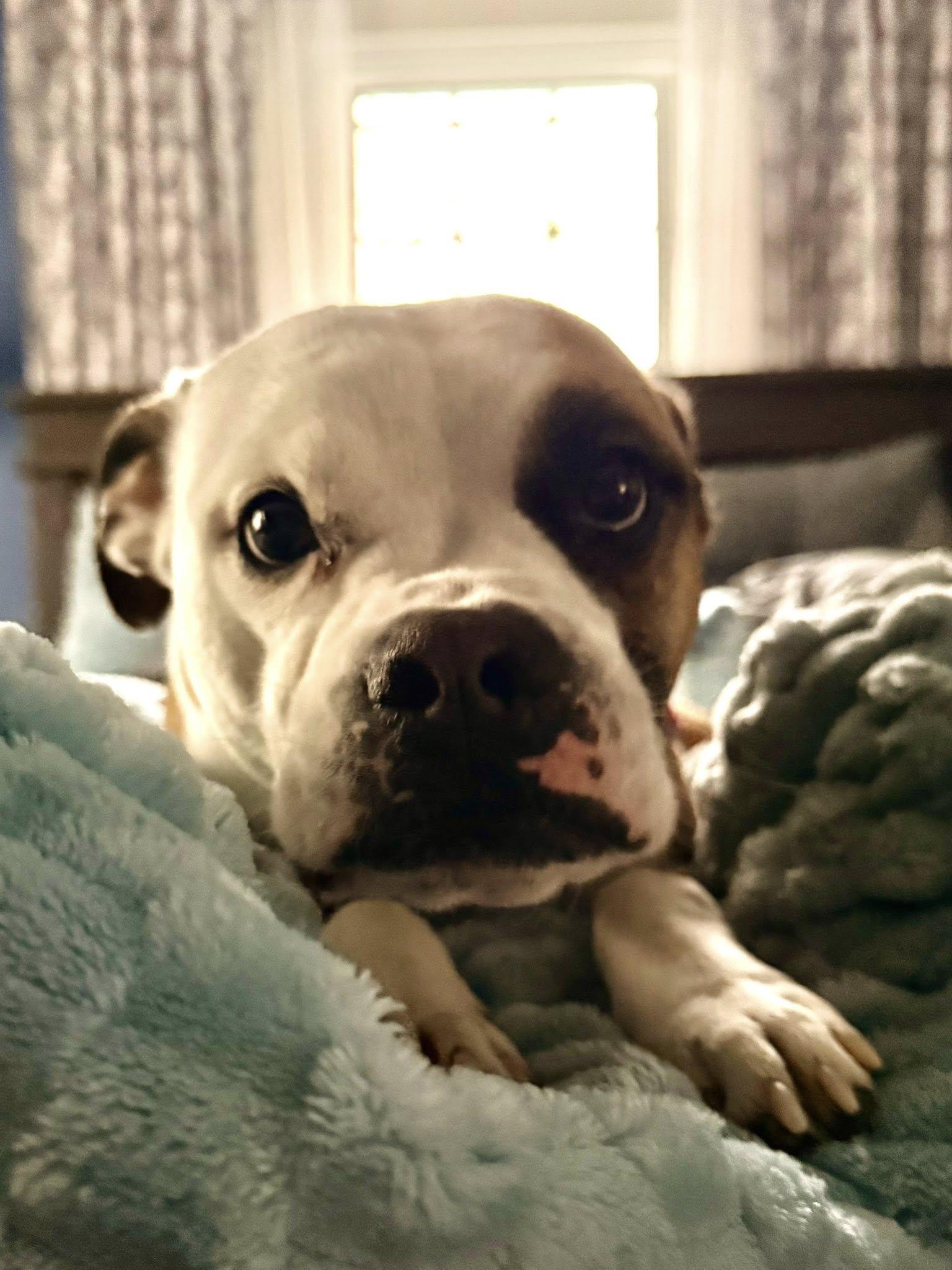 Enlarge Iris Blossom, a Adoptable mixed breed in Saunderstown, RI image 2/3
