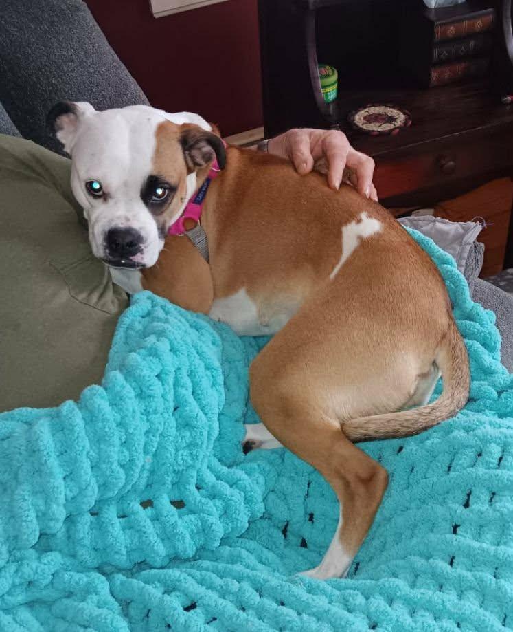 Enlarge Iris Blossom, a Adoptable mixed breed in Saunderstown, RI image 3/3