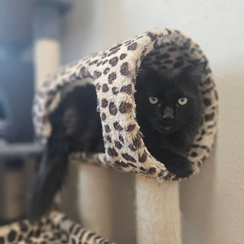 Smokey, Adoptable, Adult Male Domestic Long Hair.