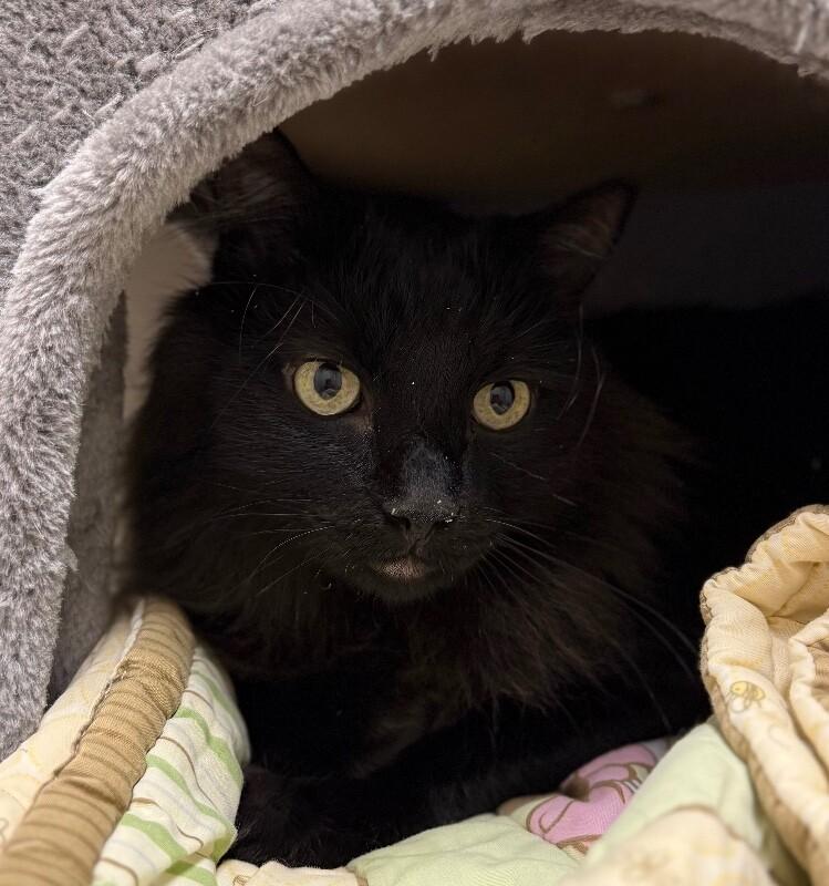 Enlarge Smokey, a Adoptable Domestic Long Hair in Yankton, SD image 2/6