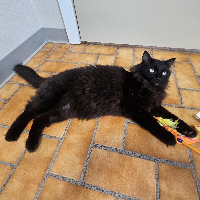 Enlarge Smokey, a Adoptable Domestic Long Hair in Yankton, SD image 3/6