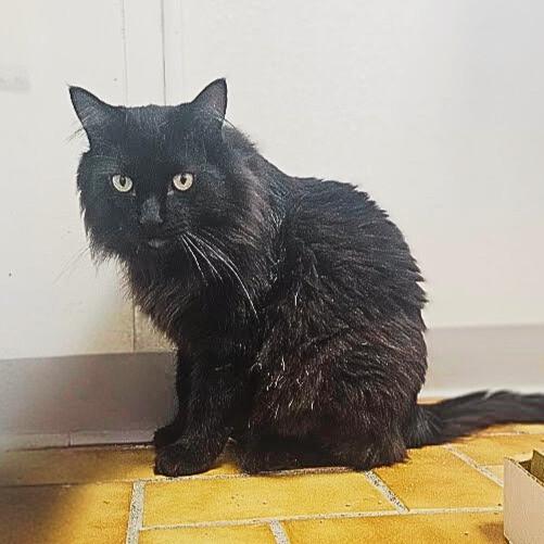 Enlarge Smokey, a Adoptable Domestic Long Hair in Yankton, SD image 4/6