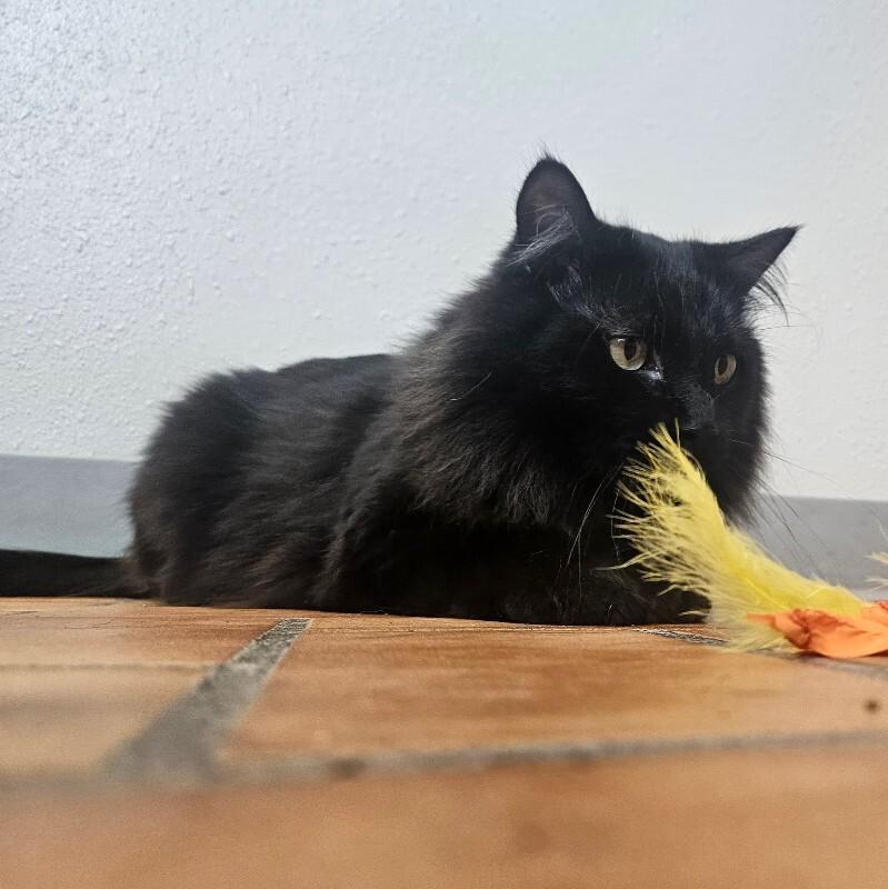 Enlarge Smokey, a Adoptable Domestic Long Hair in Yankton, SD image 5/6
