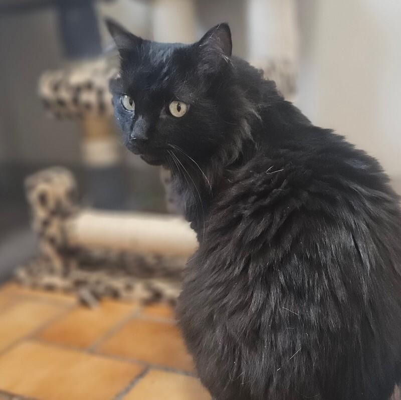 Enlarge Smokey, a Adoptable Domestic Long Hair in Yankton, SD image 6/6