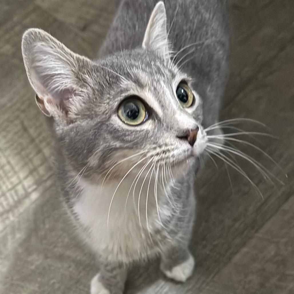 Enlarge Cotton Tail, a Adoptable Domestic Short Hair in Daphne, AL image 1/1