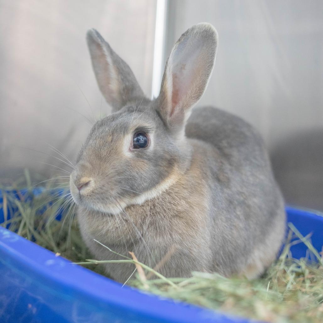 Moana, a Adoptable American in San Diego, CA image 1/6