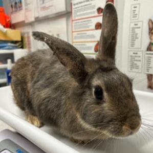 Moana, a Adoptable American in San Diego, CA image 2/6