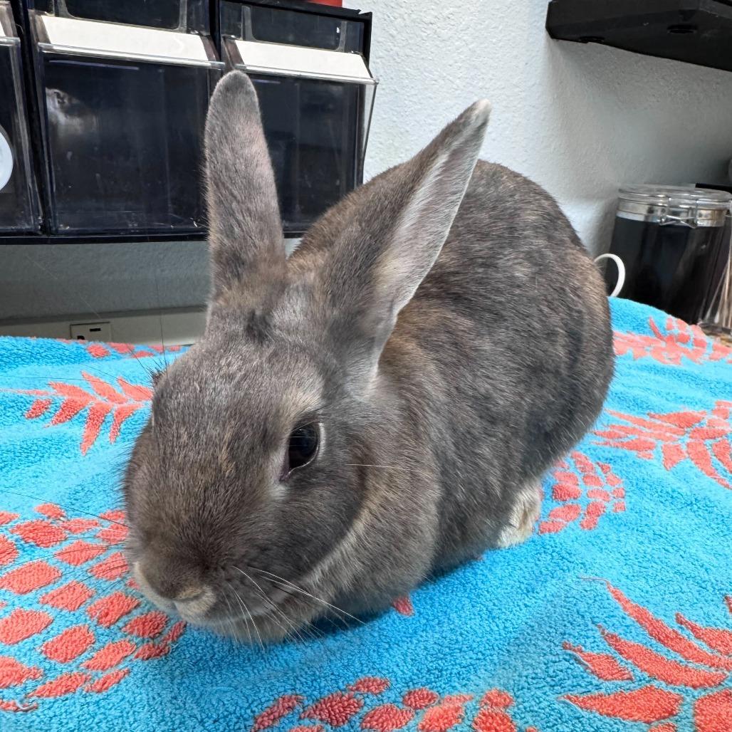 Moana, a Adoptable American in San Diego, CA image 3/6