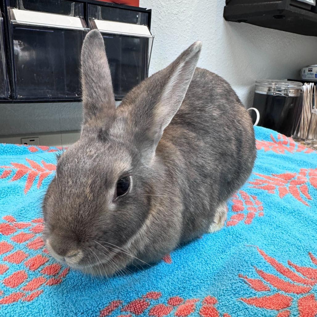 Moana, a Adoptable American in San Diego, CA image 5/6