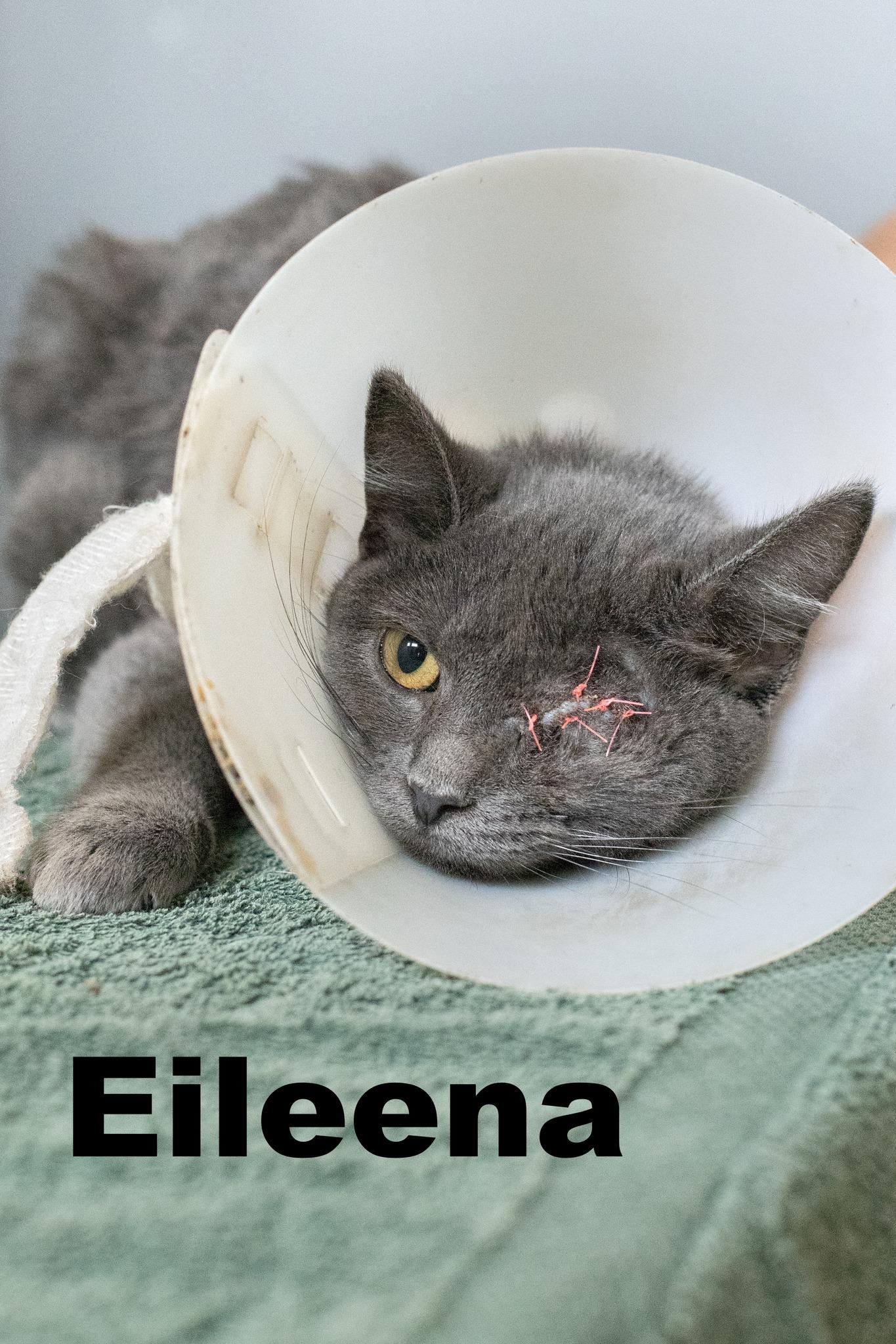 Elieena, Adoptable, Adult Female Domestic Short Hair.