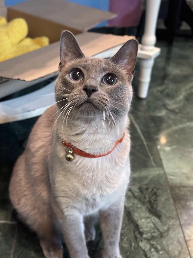Juney, Adult Female Siamese