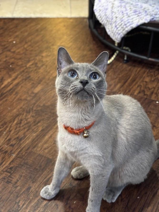 Juney, an adoptable Siamese in The Colony, TX, 75057 | Photo Image 6