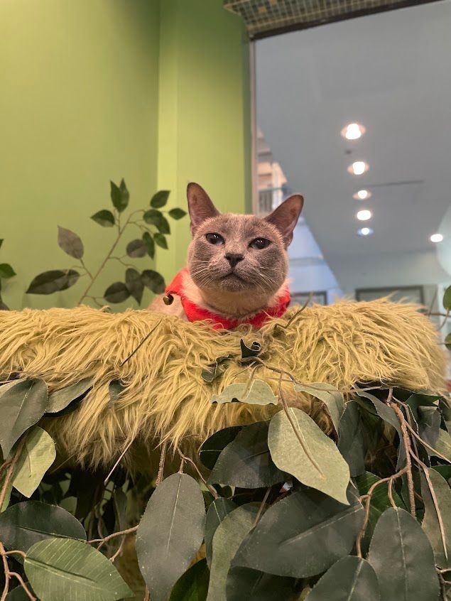 Juney, an adoptable Siamese in The Colony, TX, 75057 | Photo Image 3