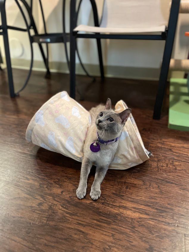 Enlarge Juney, an adoptable Siamese in The Colony, TX image 4/6