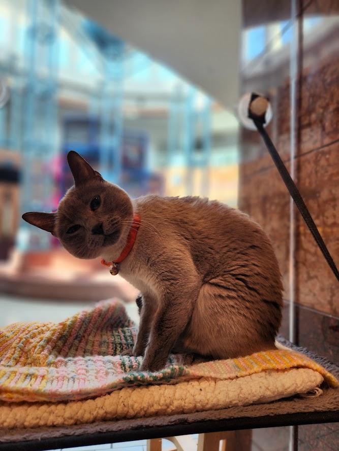 Enlarge Juney, an adoptable Siamese in The Colony, TX image 2/6