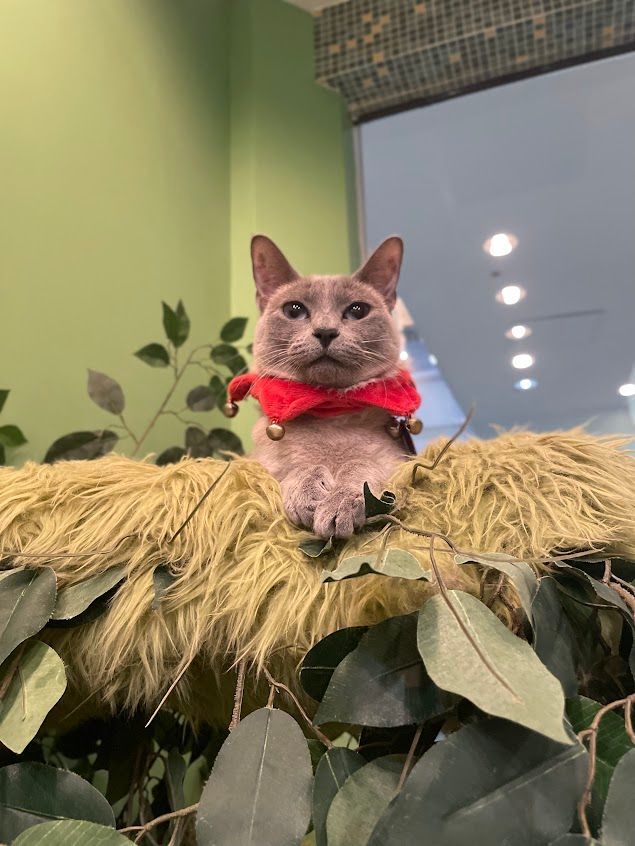 Enlarge Juney, an adoptable Siamese in The Colony, TX image 5/6