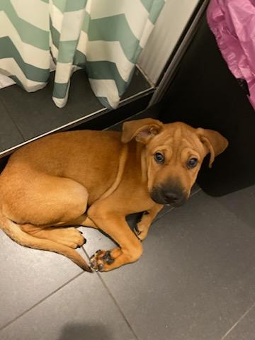 Enlarge Midge, a Adoptable mixed breed in Los Angeles, CA image 3/5