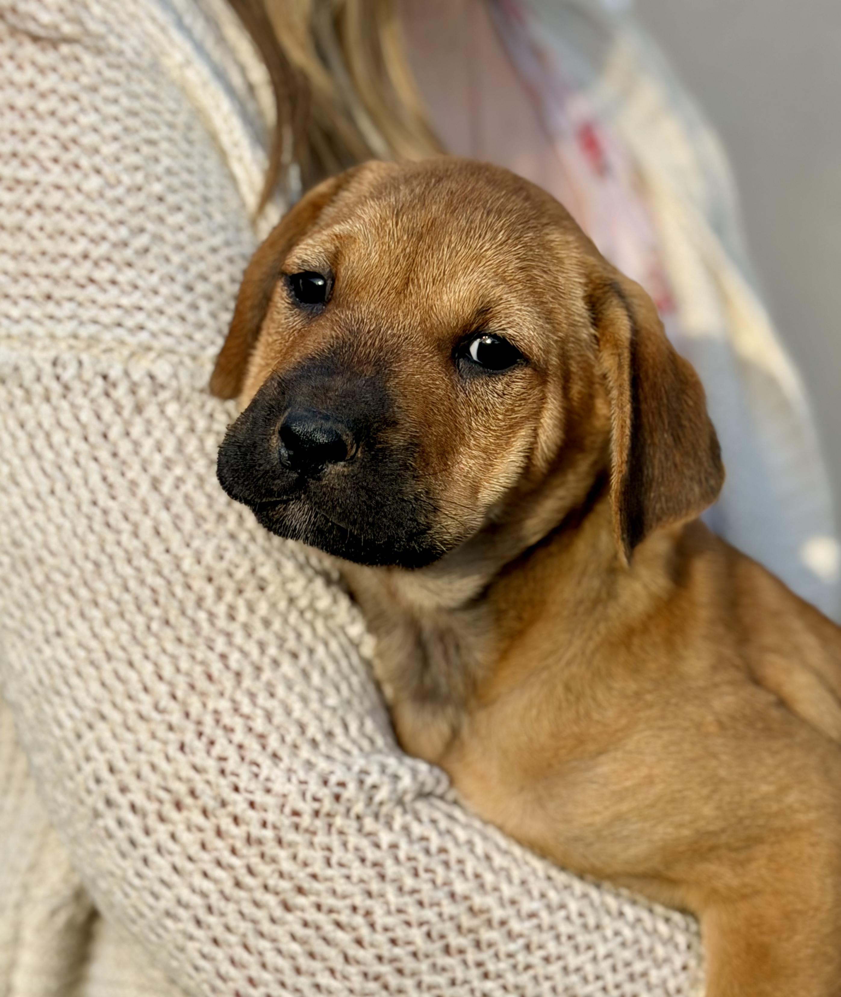 Enlarge Midge, a Adoptable mixed breed in Los Angeles, CA image 5/5