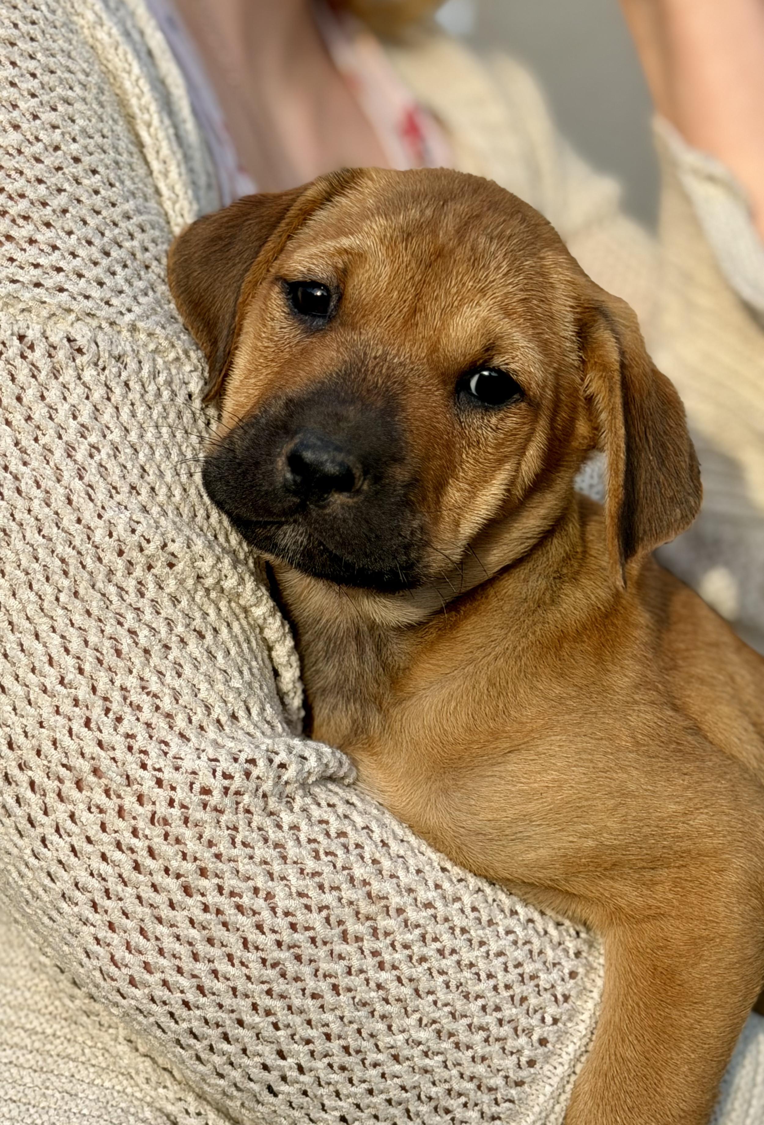 Enlarge Midge, a Adoptable mixed breed in Los Angeles, CA image 4/5