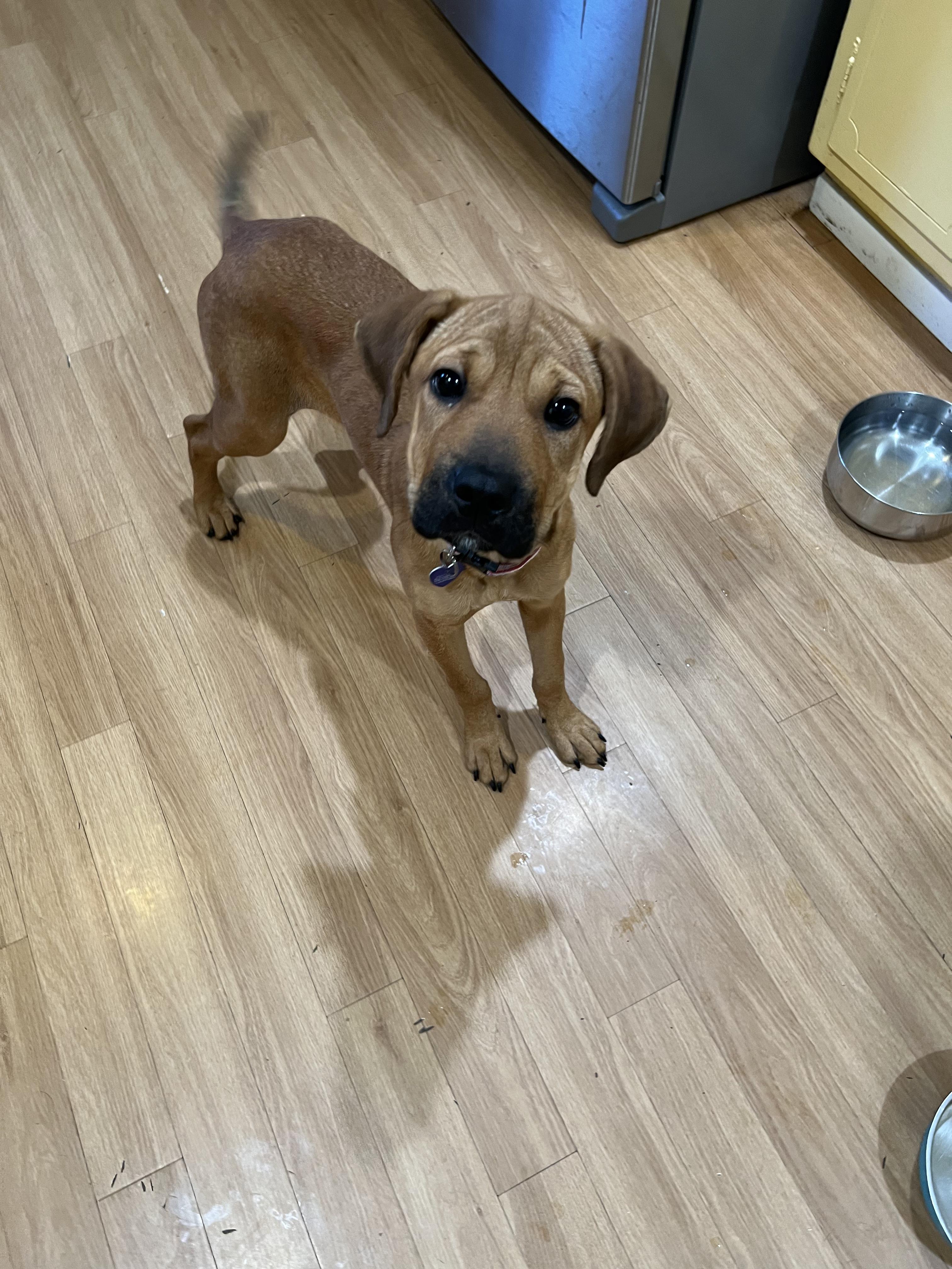 Midge, Adoptable, Young Female Shar-Pei.