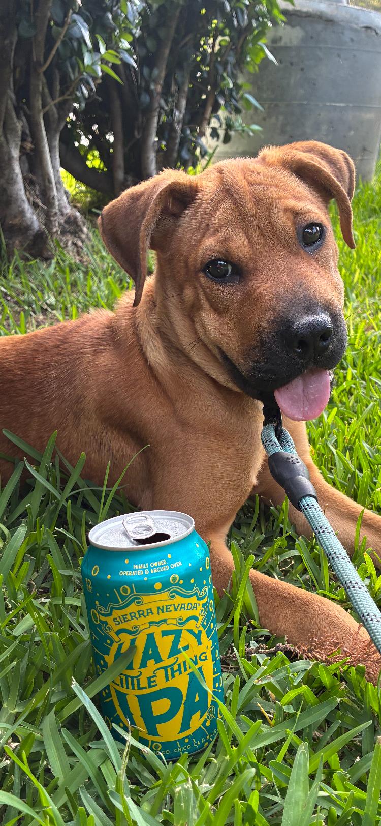 Enlarge Midge, a Adoptable mixed breed in Los Angeles, CA image 2/5