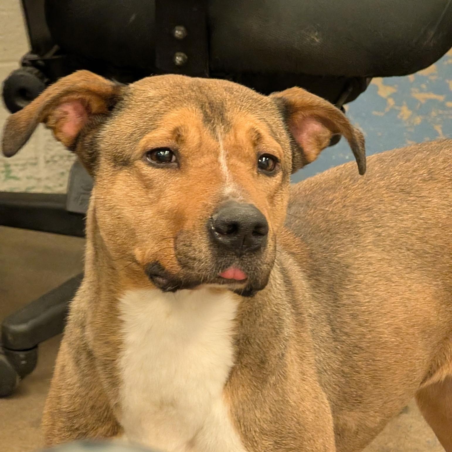 Firestar 3959, adoptable, Adult Female Shepherd.