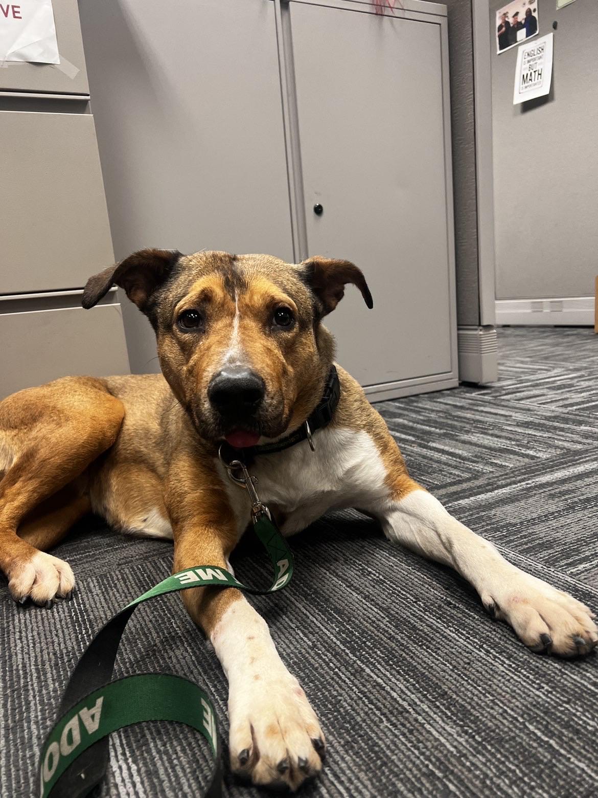 Enlarge Firestar 3959, an adoptable mixed breed in Phoenix, AZ image 2/6