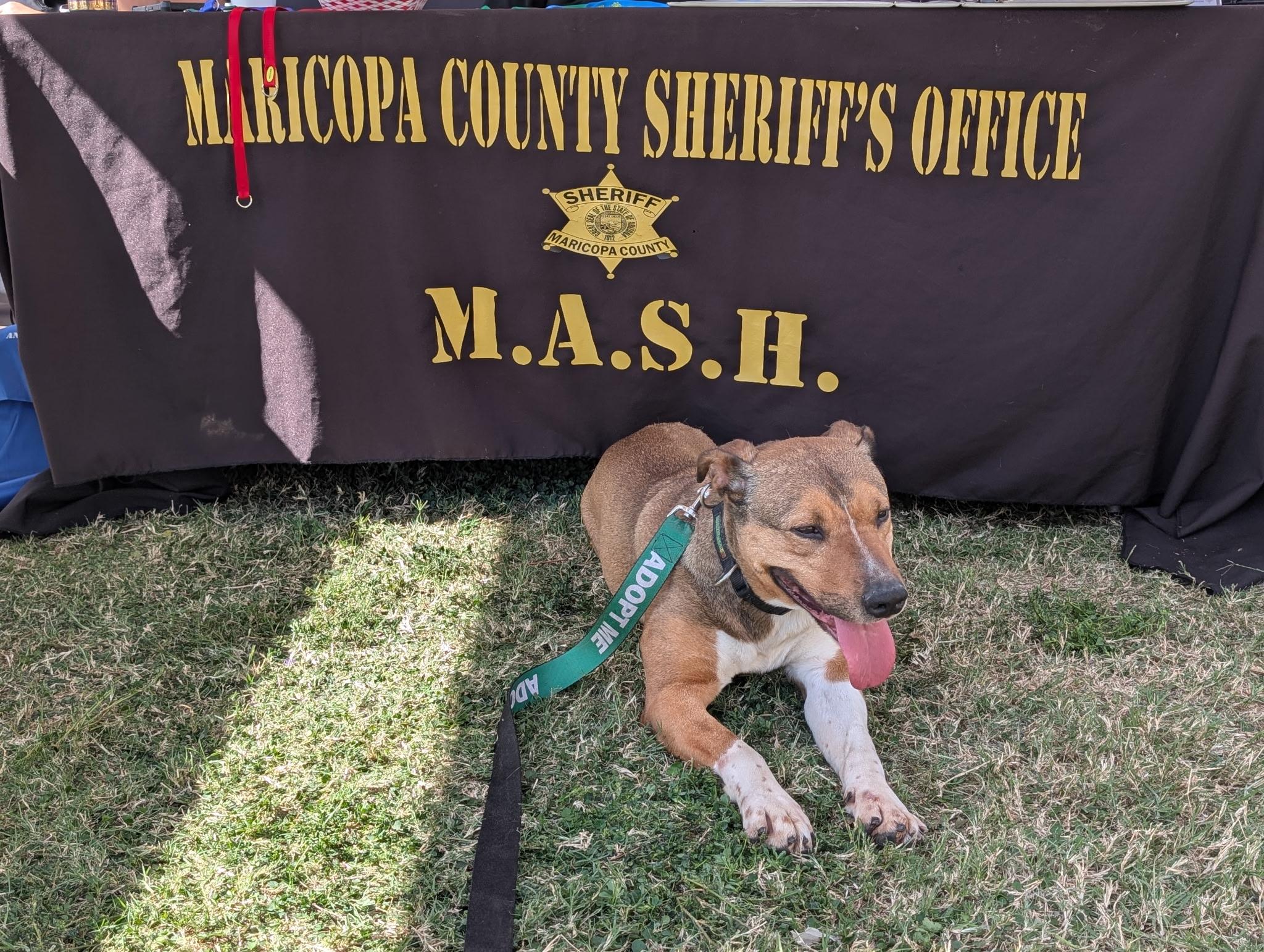 Enlarge Firestar 3959, an adoptable mixed breed in Phoenix, AZ image 3/6