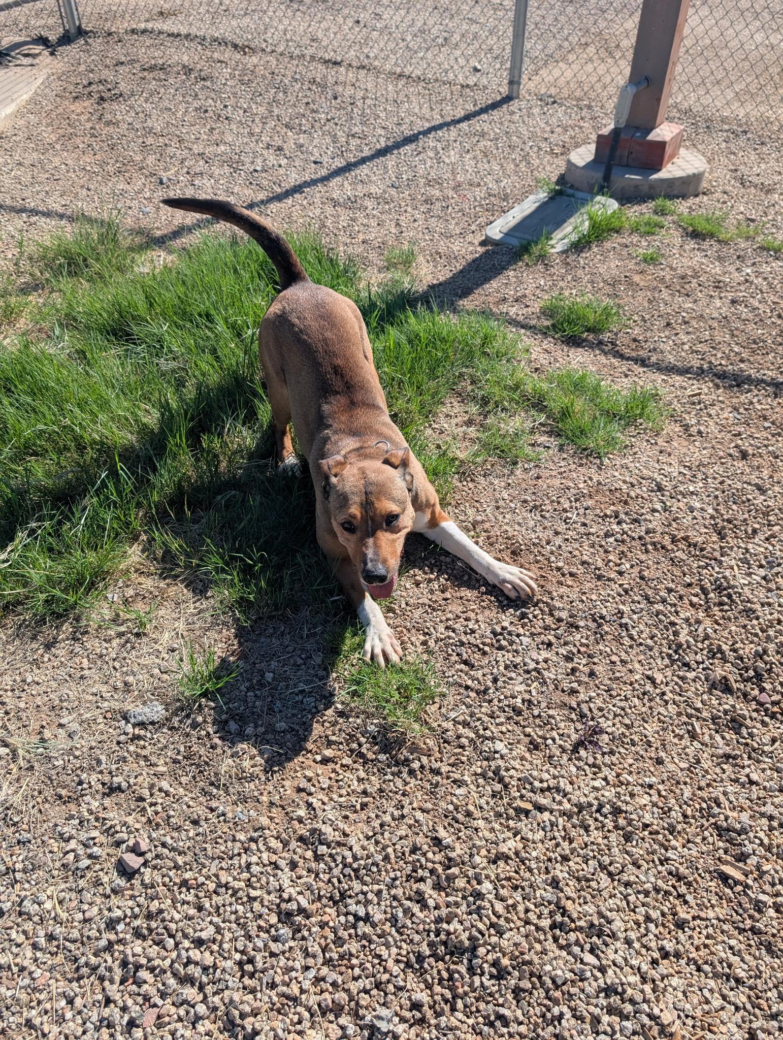 Enlarge Firestar 3959, an adoptable mixed breed in Phoenix, AZ image 4/6